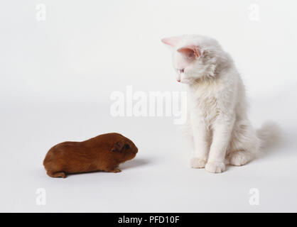Flauschige weiße Katze, die an der braunen Meerschweinchen Stockfoto