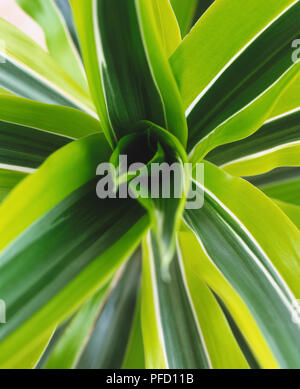 Dracaena fragrans Deremensis Gruppe 'Zitrone und Limette', Madagaskar Drachenbaum Blätter, zähe grüne Laub, wölben von Center, close-up. Stockfoto