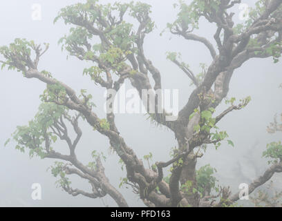 Nahaufnahme eines verdrillten Baum im Nebel Stockfoto