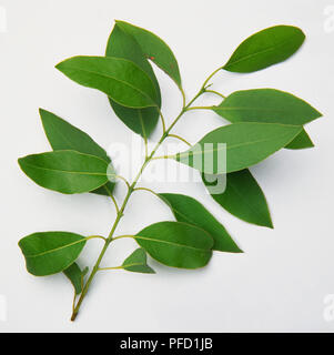 Santalum album, Blätter aus Indischem Sandelholz Baum. Stockfoto