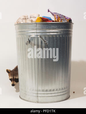 Procyon lotor, Common Raccoon, versteckt hinter bin. Stockfoto