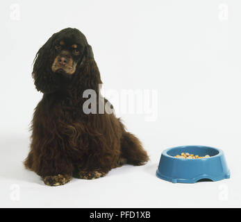 American Cocker Spaniel hund sitzt neben Schüssel Stockfoto