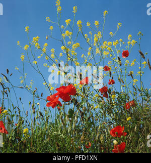 Blätter und Blüten von Mohn wächst in der Nähe von gelben Blumen. Stockfoto