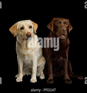 Zwei Labrador Retriever Hunde sitzen auf isolierte schwarze Hintergrund, Vorderansicht Stockfoto