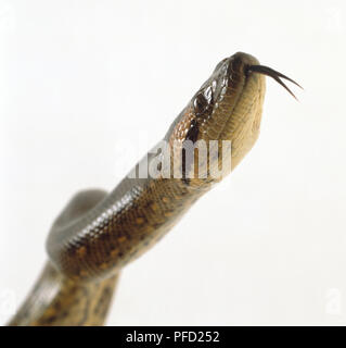 Seitenansicht der Kopf eines Grünen Anaconda zeigt die dicken, kräftiger Hals, ein dunkler Streifen, der vom Auge zum Winkel des Kiefers und der Schlange gespaltene Zunge. Stockfoto