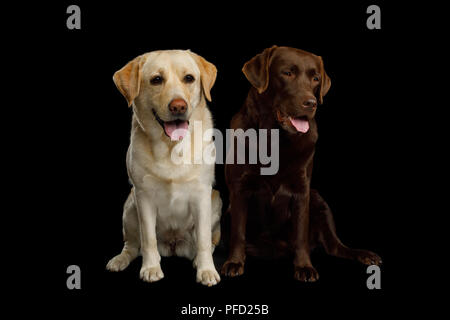 Zwei Labrador Retriever Hunde sitzen auf isolierte schwarze Hintergrund, Vorderansicht Stockfoto