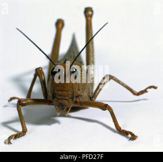 Short-Horned Heuschrecke, Detail der gelenkige Beine und schmales Gesicht mit zwei großen schwarzen Facettenaugen und kurze Antennen. Stockfoto