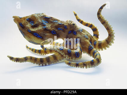 Modell von Blue-ringed Octopus (Hapalochlaena sp.). Stockfoto