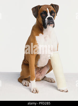 Boxer Hund (Canis familiaris) mit seinem Bein in Gips. Stockfoto