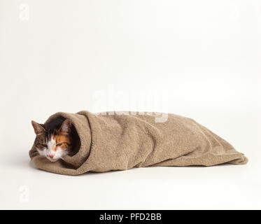 Eine Katze in ein Handtuch aufgerollt Stockfoto