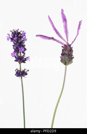 Lavandula sp., zwei Lavendel Blütenköpfe Stockfoto