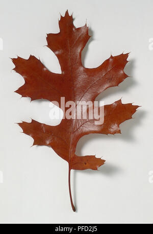 Quercus coccinea, rote Eiche, rot-braune Blatt Stockfoto