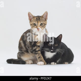 Tabby und weiße Katze mit schwarz-weiße Katze sitzt, die beide nicht-pedigree's. Stockfoto