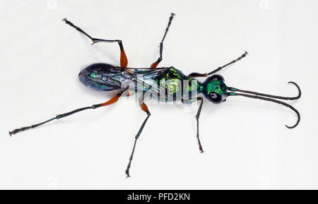 Jewel Wasp, Ampulex compressa, Ansicht von oben. Stockfoto