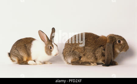 Zwei Hauskaninchen, Oryctolagus cuniculus, Seitenansicht. Stockfoto