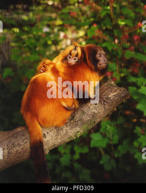 Golden Lion Tamarins, leontopithecus Rosalia, adult baby auf den Rücken klettern tree branch, Seitenansicht. Stockfoto