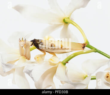 White Orchid Petals, weiblich Orchidee Mantis Insekt unter ihnen getarnt, blassen Flügel, Blütenblatt - wie Klappen auf Beine, große Facettenaugen, extra große Vorderbeine zum Greifen der Stiele und fest halten auf Beute. Stockfoto