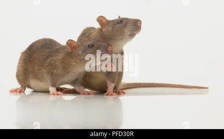 Pair of Rats (Rattus sp.) sitting side by side, side view Stockfoto