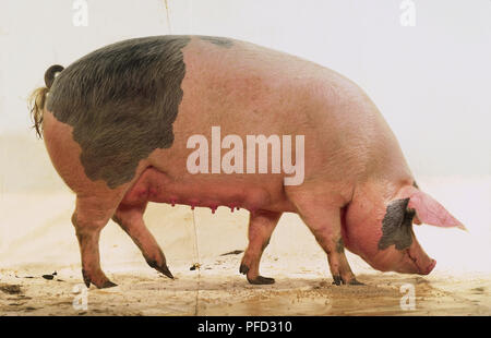 Nach Pietrain säen, rosa Haut mit großen, grauen Patches, weiße Haare, große Ohren, lange Schnauze, Sauger am Unterbauch, kurze curly Tail, stehend, von der Seite. Stockfoto