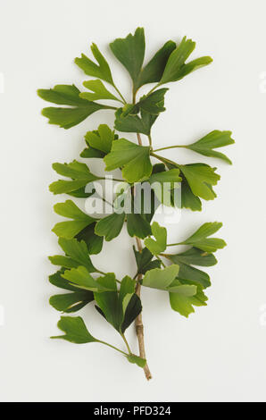 Ginkgo biloba, Zweig der gezackten, grün Maidenhair verlässt. Stockfoto