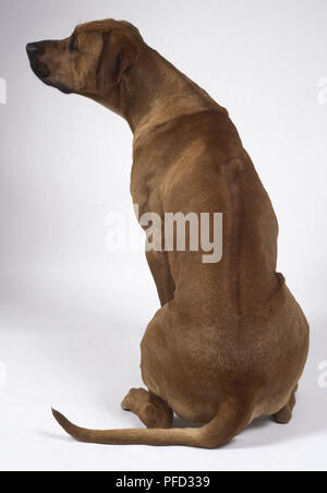 Ein hohes rötlich-braunen Rhodesian Ridgeback Hund mit einer langen Athletischer Rücken sitzt auf dem Boden nach links, Rückansicht Stockfoto