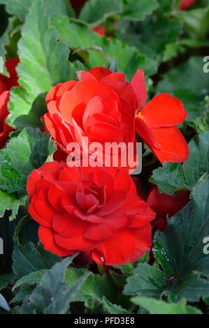 Begonia F1 non stop Rot Stockfoto