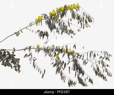Große Anzahl von gelben Wellensittiche (Melopsittacus undulatus) Nester in einem Baum. Stockfoto