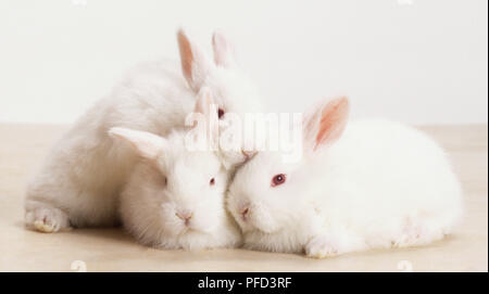 Drei junge weiße Kaninchen (Oryctolagus cuniculus) gepresst zusammen, Vorderansicht. Stockfoto