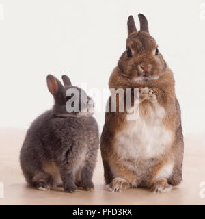 Zwei Kaninchen (Oryctolagus cuniculus), braunen und weißen Sitzen auf den Hinterbeinen und dem vorderen Tatzen, neben kleineren Grau. Stockfoto