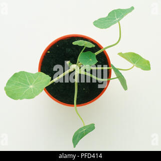 Junge Kapuzinerkresse Pflanzen in kleinen Topf, viele Blätter auf Schießen, oben betrachten. Stockfoto