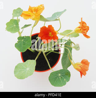 Kapuzinerkresse in Blüte, in Plastik Topf, viele grüne Blätter und orange Blumen, oben betrachten. Stockfoto
