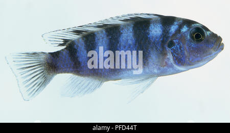 Weibliche Kenyi Cichlid (Maylandia lombardoi), Seitenansicht Stockfoto