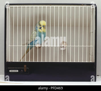 Ein blauer Wellensittich (Melopsittacus undulatus) hinter Gittern Stockfoto