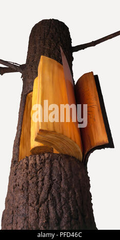 Ein Modell einer Pine Tree Trunk, mit einem Schnitt offen für Schichten der Rinde und Holz zeigen Stockfoto