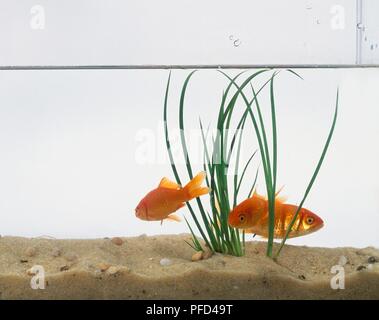 Goldfisch zwischen Schilf Stockfoto