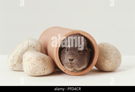 Angesichts des grauen Meerschweinchen (Cavia porcellus) peeking aus Beton. Stockfoto