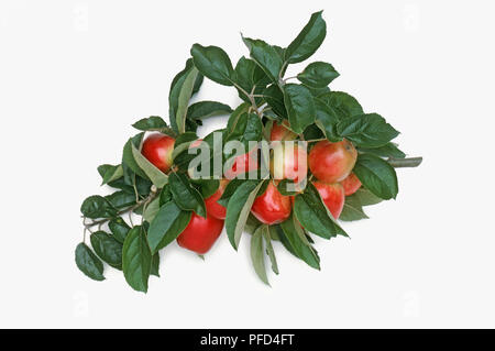 Frische rote Äpfel (Malus sylvestris. var. domestica) auf Zweig mit grünen Blättern Stockfoto