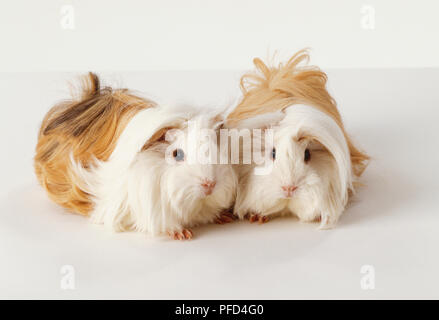 Zwei tan und weiß, langhaarigen peruanischen Meerschweinchen (Cavia porcellus) zusammen stehend, mit Blick auf die Zukunft. Stockfoto