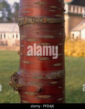 Prunus serrula (Birkenrinde Cherry), Rinde, close-up Stockfoto