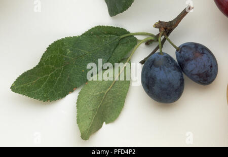 Auswahl an Obst, wie Äpfel, Birnen, Pflaumen, Pfirsiche, Nektarinen, Aprikosen. Stockfoto