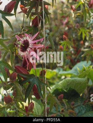 Passiflora, Granadilla oder Passionsblume, blühende Pflanze sich mit seinen wickeln Ranken zu haften. Stockfoto