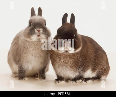 Zwei Kaninchen (Oryctolagus cuniculus), ein Grau, Braun, zusammen sitzen, Vorderansicht. Stockfoto