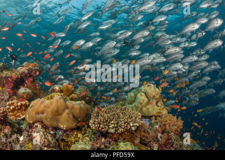 Schule der Big-eye Jacks, Coral Reef & Orange anthias Fisch im "Barracuda Point" in Insel Sipadan, Sabah, Malaysia Borneo Stockfoto