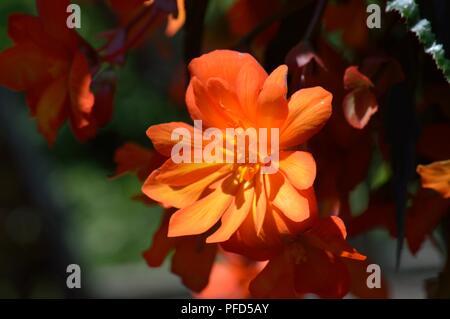Begonia F1 Super Cascade Aprikose Schattierungen Stockfoto