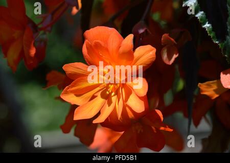 Begonia F1 Super Cascade Aprikose Schattierungen Stockfoto