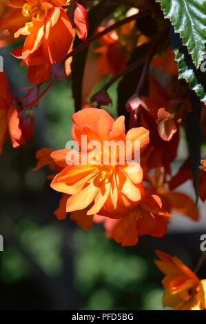 Begonia F1 Super Cascade Aprikose Schattierungen Stockfoto