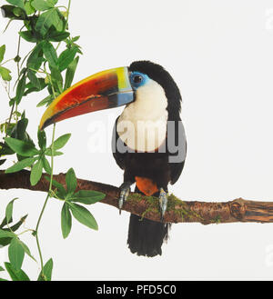 Red-billed Toucan, Ramphastos tucanus, mit weißer Brust in einem Baum sitzen. Der Schnabel des Vogels ist Rainbow farbige und seine Krallen sind von der Art und Weise wie er seinen Sitzen auf dem Zweig ausgesetzt. Stockfoto