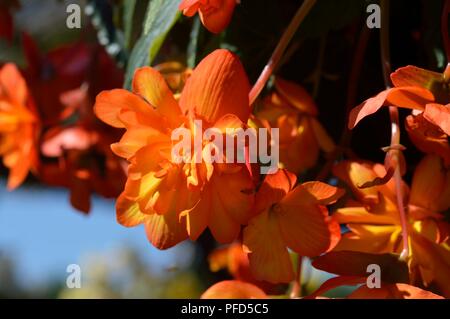 Begonia F1 Super Cascade Aprikose Schattierungen Stockfoto