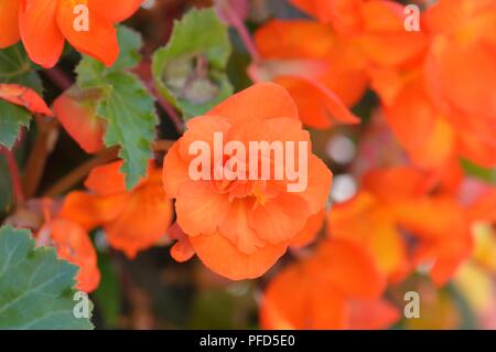 Begonia F1 Super Cascade Aprikose Schattierungen Stockfoto