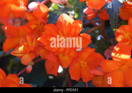 Begonia F1 Super Cascade Aprikose Schattierungen Stockfoto